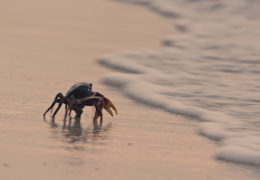 COLOMBIA’S WILD COAST – MARCH OF THE CRABS