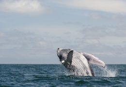 WILD LATIN AMERICA – HUMPBACK, BIRTH OF A GIANT