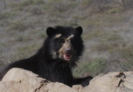 WILD LATIN AMERICA – REALM OF THE SPECTACLED BEAR