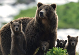 KAMCHATKA BEARS – LIFE BEGINS