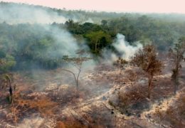 THE AMAZON ON THE BRINK