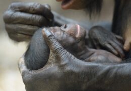GREAT APES – A STORY OF THE MORAL MIND