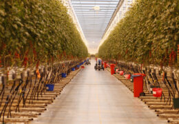 FEEDING CITIES – A CHALLENGE FOR THE FUTURE