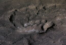 FOOTPRINTS TO THE PAST