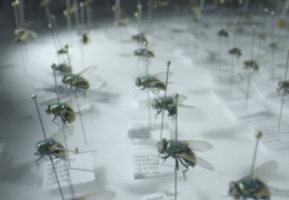 POLLEN AND INSECTS – FORENSIC SCIENCE AND ITS NEW TECHNIQUES