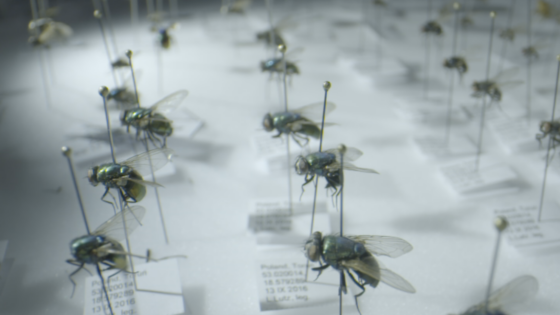 POLLEN AND INSECTS – FORENSIC SCIENCE AND ITS NEW TECHNIQUES
