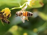 THE BEE DILEMMA – PROFIT OR SPECIES PROTECTION