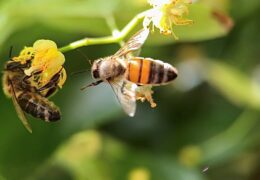 THE BEE DILEMMA – PROFIT OR SPECIES PROTECTION