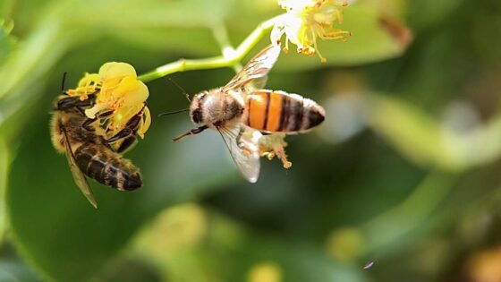 THE BEE DILEMMA – PROFIT OR SPECIES PROTECTION