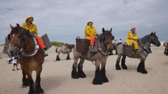 HORSEBACK SHRIMP FISHING IN BELGIUM