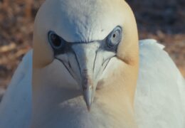 World Premiere at CPH:DOX 2026: Watching People Watching Birds