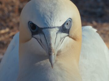 World Premiere at CPH:DOX 2026: Watching People Watching Birds