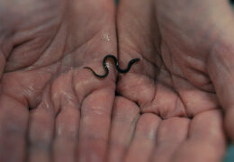 BILLION DOLLAR BABIES