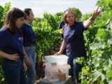 ORGANIC WINE – ALL NATURAL?