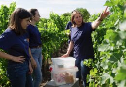 ORGANIC WINE – ALL NATURAL?