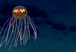 DEEP SEA – THE UNKNOWN ECOSYSTEM